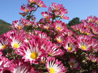菊の花 菊の花