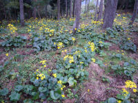 牛原山ツワブキ 牛原山ツワブキ