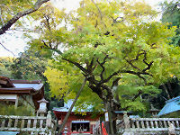 伊那下神社大イチョウ 伊那下神社大イチョウ