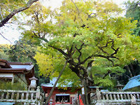 伊那下神社大イチョウ