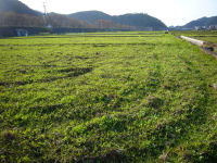 田んぼをつかった花畑 田んぼをつかった花畑