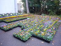 花苗 花苗