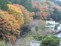 紅葉 紅葉