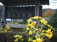 三聖苑ツワブキ 三聖苑ツワブキ
