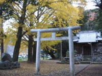 大沢山神社銀杏