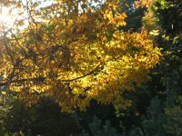 紅葉 紅葉