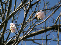 早咲きの桜