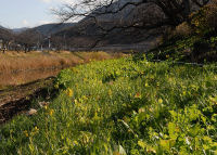 川沿いの菜の花