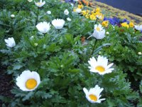 花壇 花壇