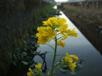 菜の花 菜の花