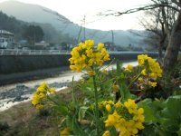菜の花 菜の花
