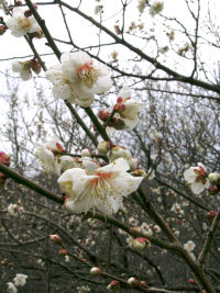 梅の花 梅の花
