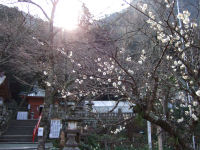 梅の花 梅の花