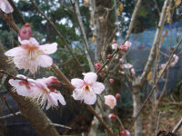 牛原山梅 牛原山梅