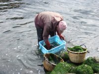 川のり採り