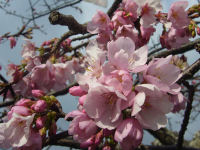 桜 桜