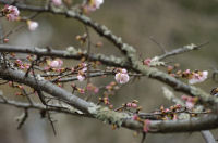 桜が咲き始めました