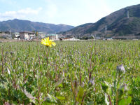那賀花畑 那賀花畑
