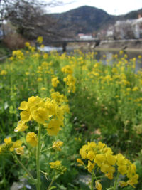 菜の花