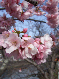 早咲きの桜 早咲きの桜