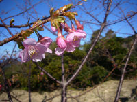棚田の桜