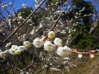 牛原山梅 牛原山梅