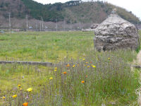 中耕地の花畑