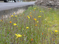 中耕地の花畑 中耕地の花畑