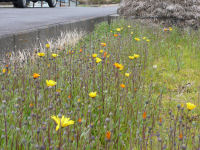 中耕地の花畑