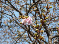 那賀バイパスの桜