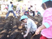 岩幼ジャガイモ植え