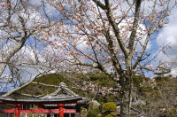 中川建久寺の早咲きの桜 中川建久寺の早咲きの桜