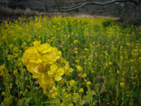 那賀川沿いの菜の花