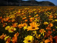 花畑 花畑