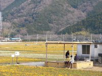花畑 花畑