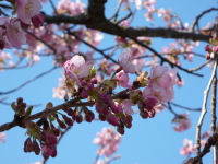 花のジョギングコースの桜 花のジョギングコースの桜