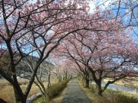 桜 桜