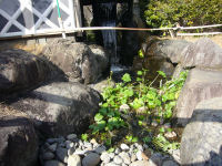 三聖苑わさび田 三聖苑わさび田