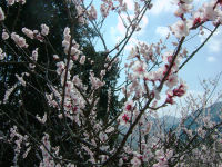 牛原山の梅 牛原山の梅