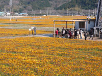那賀花畑 那賀花畑