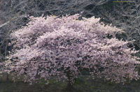 早咲きの桜