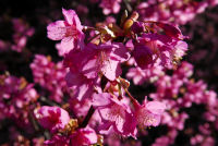 里山の隠居桜