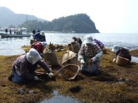 岩地ひじき狩り 岩地ひじき狩り
