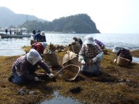 岩地ひじき狩り