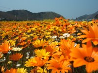 花畑 花畑