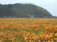 花畑 花畑