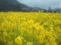 菜の花 菜の花