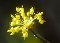 サンシュユの花 サンシュユの花