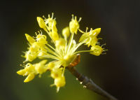 サンシュユの花