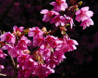 隠居桜が満開です